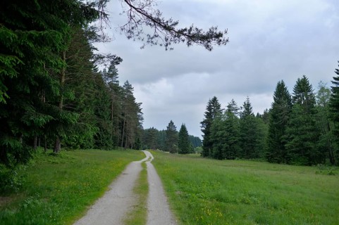A long forest path leads through green meadows and dense trees under a grey sky, Upper Palatinate