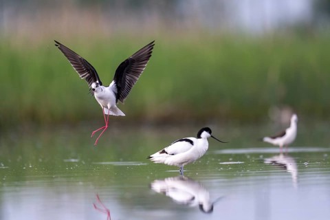 Black-winged Stilt (Himantopus himantopus) and black-capped avocet (Recurvirostra avosetta), in the