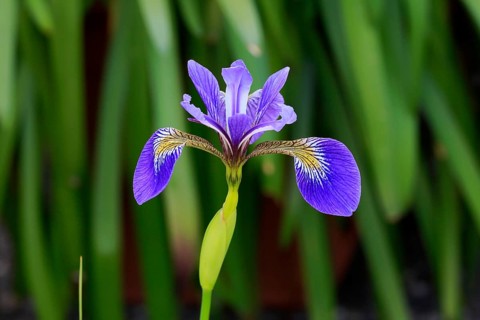 American marsh iris (Iris versicolor), flower, in bloom, at a pond, Ellerstadt, Germany, Europe