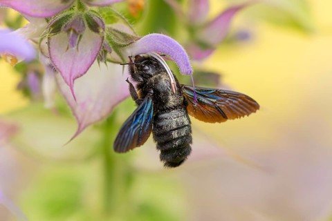 Macro photograph of a large wood bee (Xylocopa violacea) with iridescent wings on a clary (Salvia