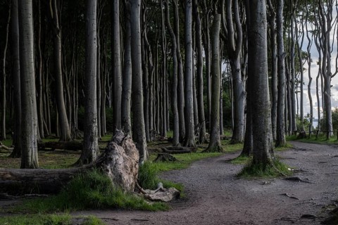 Beech forest (Fagus sylvatica), Ghost Forest Nienhagen, Mecklenburg-Western Pomerania, Germany,