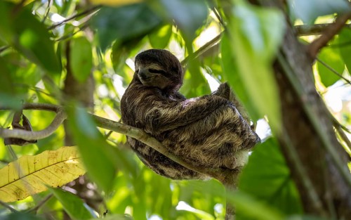 Brown-throated sloth (Bradypus variegatus) sitting in a tree, Cahuita National Park, Costa Rica,