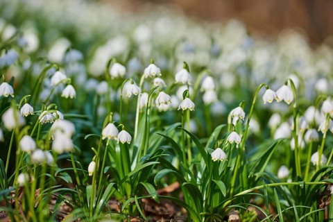 Spring snowflake (Leucojum vernum) flowering in a forest in spring, Upper Palatinate, Bavaria,