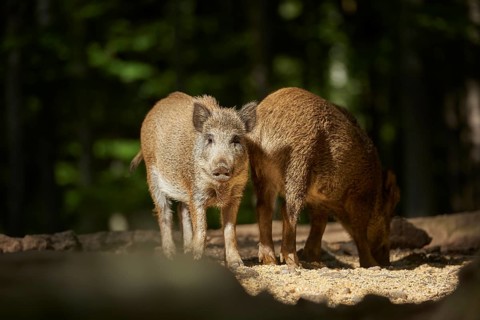 Wild boar (Sus scrofa) picklet in a forest in summer, Bavarian Forest National Park, Bavaria,
