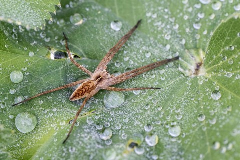 Nursery web spider (Pisaura mirabilis), Emsland, Lower Saxony, Germany, Europe