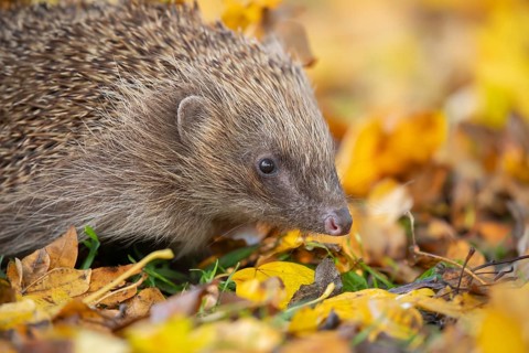 European hedgehog (Erinaceus europaeus) adult animal amongst fallen autumn leaves, Suffolk,