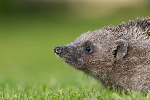 European hedgehog (Erinaceus europaeus) adult animal on a garden grass lawn, Suffolk, England,
