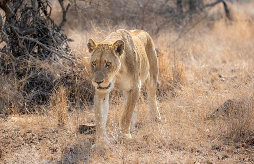 Lion (Panthera leo), adult female, walking through dry grass, African savannah, Kruger National