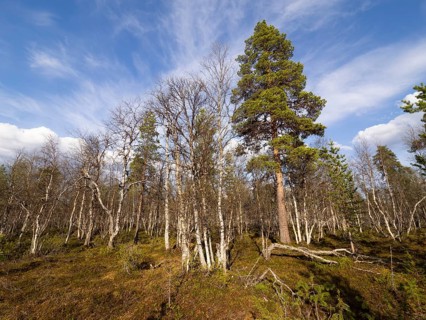Heath and mixed Hairy Birch (Betula pubescens) and Pine trees (Pinus sylvestris), Pokka, May,