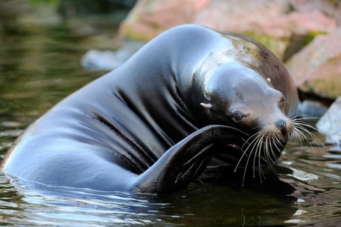 A sea lion relaxes on the shore and scratches itself, California sea lion (Zalophus californianus),