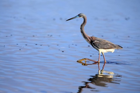 Tricoloured Heron (Egretta tricolor), adult, in the water, foraging, Merritt Island, Black Point