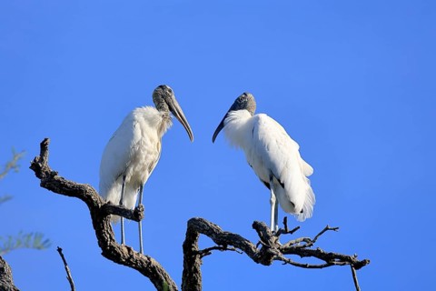 Wood stork (Mycteria americana), adult, pair, perch, St. Augustine, Florida, USA, North America