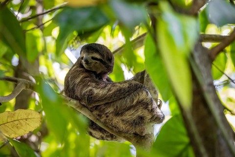 Brown-throated sloth (Bradypus variegatus) sitting in a tree, Cahuita National Park, Costa Rica,