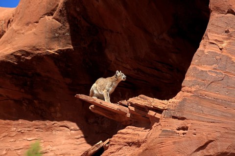 Cougar (Felis concolor), adult, rocks, alert, vigilant, Monument Valley, Utah, USA, North America
