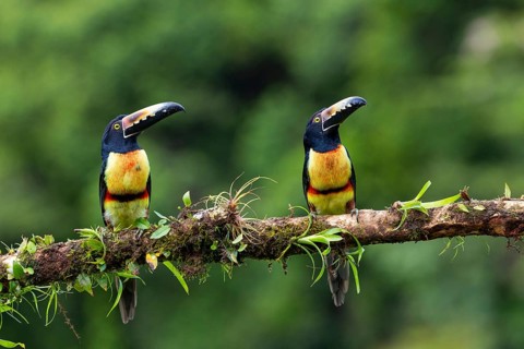 Collared Aracari (Pteroglossus torquatus), Toucans (Ramphastidae), Laguna del Lagarto Lodge,