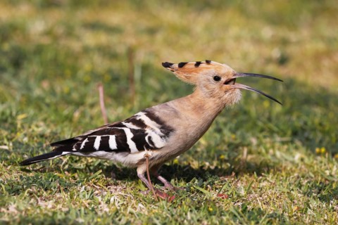Hoopoe (Upupa epops) swallowing griffon, foraging, Canary Islands, Gran Canaria, Spain, Europe