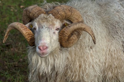 Portrait of a male moorland snook with horn (Ovis aries), Rehna, Mecklenburg-Western Pomerania,