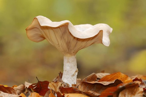 Foggy grey funnel mushroom or fog cap (Lepista nebularis, Clitocybe nebularis), North