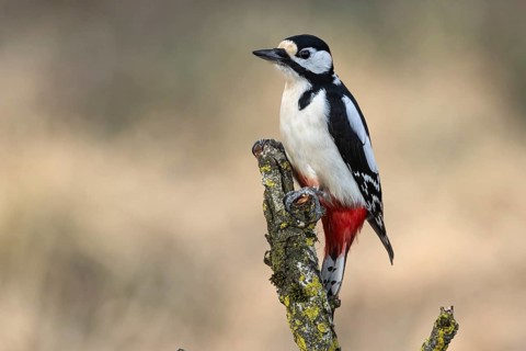 Great spotted woodpecker (Dendrocopos major), Austria, Upper Austria, Europe
