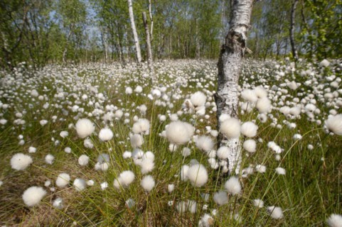 Hare's-tail cottongrass (Eriophorum vaginatum) in a bog, fruit stand, cottongrass flower, Lower