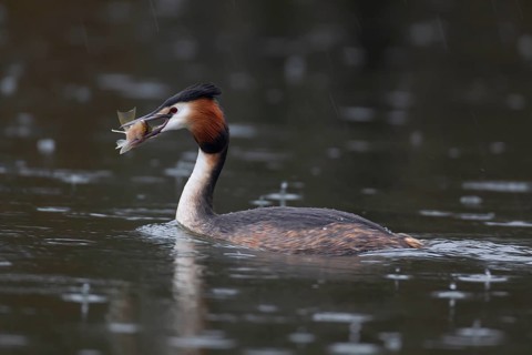 Great crested grebe (Podiceps cristatus) adult bird on a lake with a Bullhead fish in its beak,