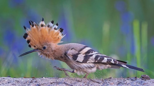 Hoopoe (Upupa epops) Bird of the Year 2022, female in search of food, raised canopy, golden hour,