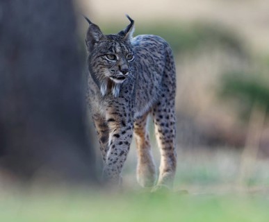 Lynx pardinus, Castilla-La Mancha, Spain, Europe