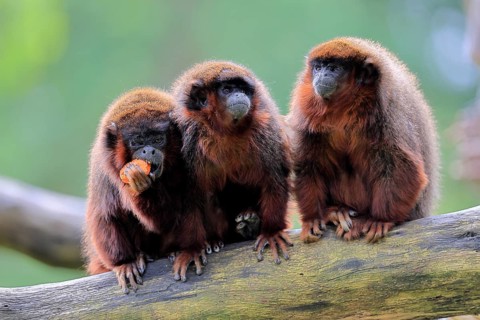 Coppery titi (Plecturocebus cupreus, Syn.: Callicebus cupreus), three coppery titi, group, feeding,