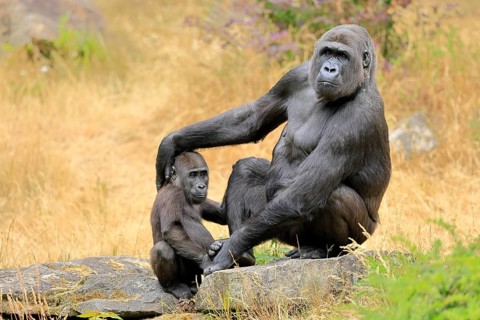 Western gorilla (Gorilla gorilla), adult, female, with young, sitting, on ground