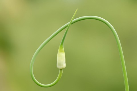 Garlic (Allium sativum), flower bud, North Rhine-Westphalia, Germany, Europe