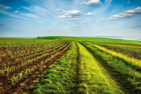 Rolling fields of Moravia, Czech Republic, Europe