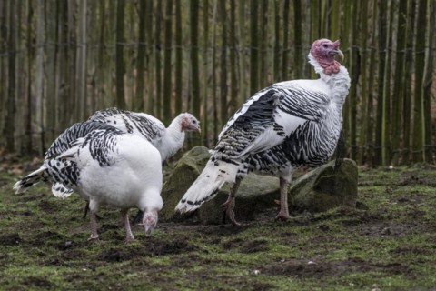 Cröllwitz turkeys (Meleagris gallopavo f. domestica), Tierpark Nordhorn, Lower Saxony, Germany,