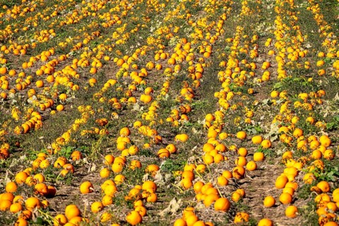 Pumpkin field, ripe pumpkins, shortly in front of harvest, near Neuss, North Rhine-Westphalia,