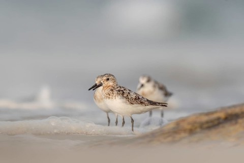Sanderling (Calidris alba) feeding on a beach. Camaret sur mer, Crozon, Finistere, Brittany,