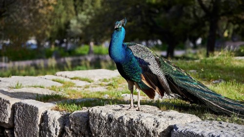 A colourful peafowl (pavo) stands on ancient stone ruins in the green, Filerimos, hill not far from