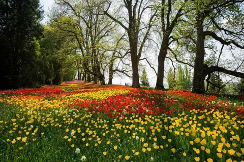 Park and flower meadow with colourful tulips, Mainau Island, Lake Constance, Baden-Württemberg,