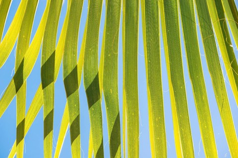 Sunlit palm leaf with shadow play of the leaves and leaf veins, cloudless blue sky in the