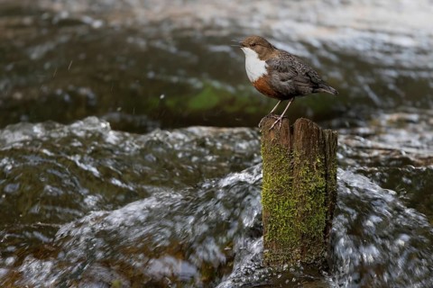White-throated Dipper (Cinclus cinclus) singing on an old wooden pole in the water, Austria, Upper
