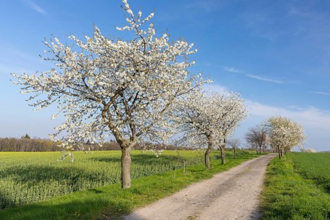 Cherry tree avenue (Prunus) in bloom, Klipphausen, Saxony, Germany, Europe