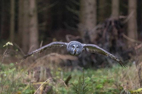 One great grey owl (Strix nebulosa) flying through a spruce forest