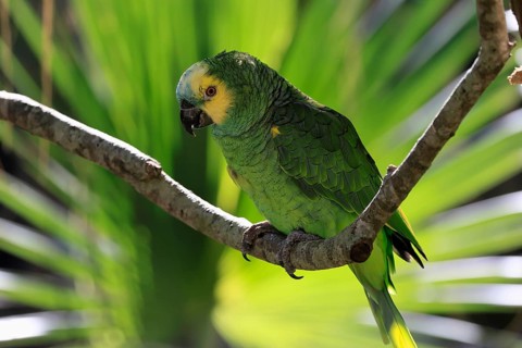 Yellow-headed Amazon (Amazona oratrix), adult, on wait, on tree, Central America, Central America