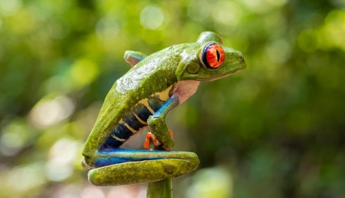 Red-eyed tree frog (Agalychnis callidryas), sitting on a branch, Heredia province, Costa Rica,