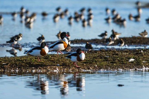 Common Shelduck, Tadorna tadorna, birds on winter marshes