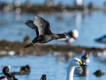 Eurasian Coot, Fulica atra, bird in flight over winter marshes