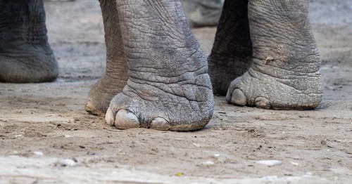 Closeup of captive asian elephant feet while walking on a street