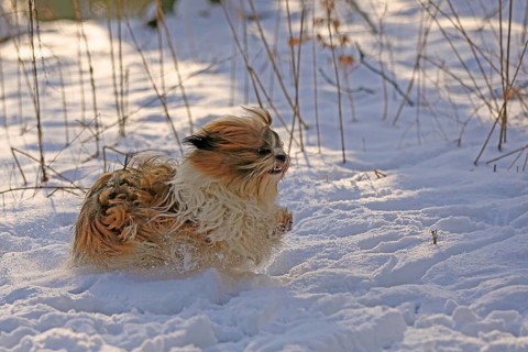 Lhasa Apso, Lhasa terrier, lion dog, Tibet, snow