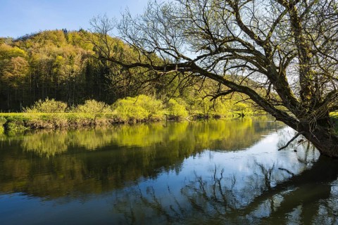 Upper Danube nature park Park, willow (Salix spec.), in spring, Swabian Alb, Baden-Wuerttemberg,