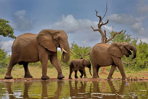 African elephant (Loxodonta africana), adult, female, mother, male, bull, young animal, mother with