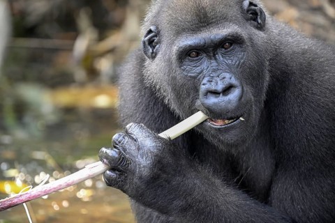 Western lowland gorilla (Gorilla gorilla gorilla) eating, male animal, Réserve Lésio-Louna nature