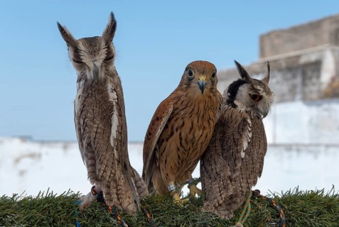 Two owls and a falcon side by side on a green background against an urban backdrop in daylight,